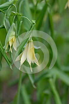 Large-flowered bellwortÂ Uvularia grandiflora var. pallida pale yellow flowers